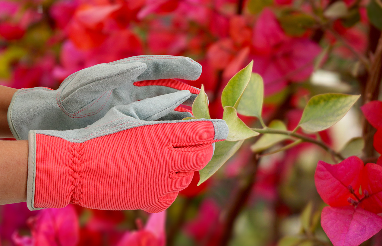 Garden Glove In Studio Photo